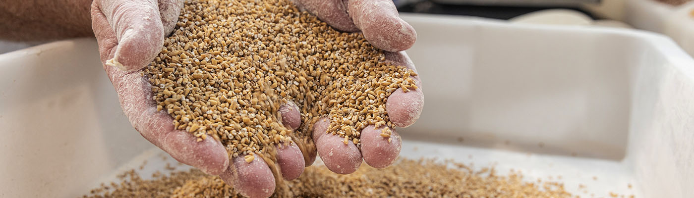 Hands full of linseeds